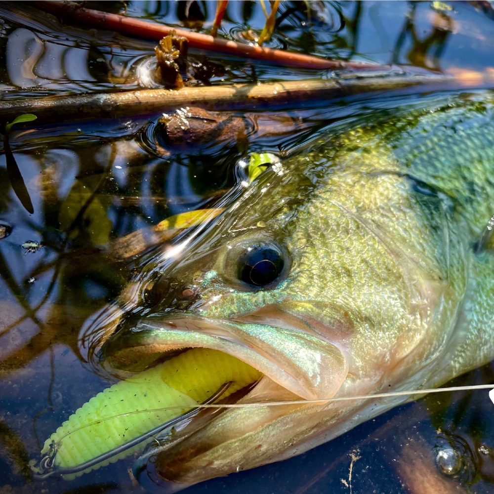 Cast&Catch SCREW-LOCK Weedless - Fishing Hook Weedless のレビューと価格