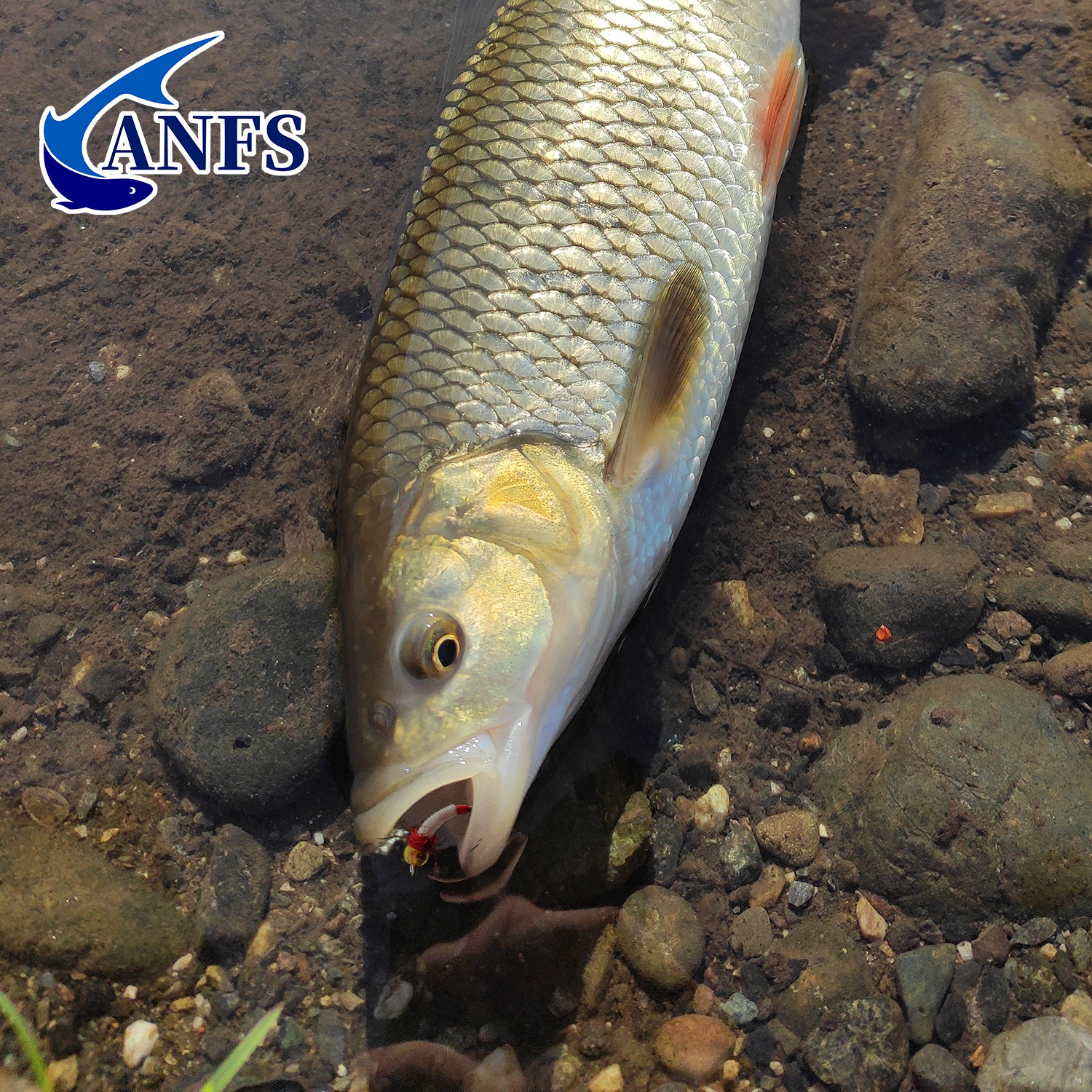 ANFS 4pcs Midge Nymph Flies As - Fishing Hook Assortment のレビューと価格